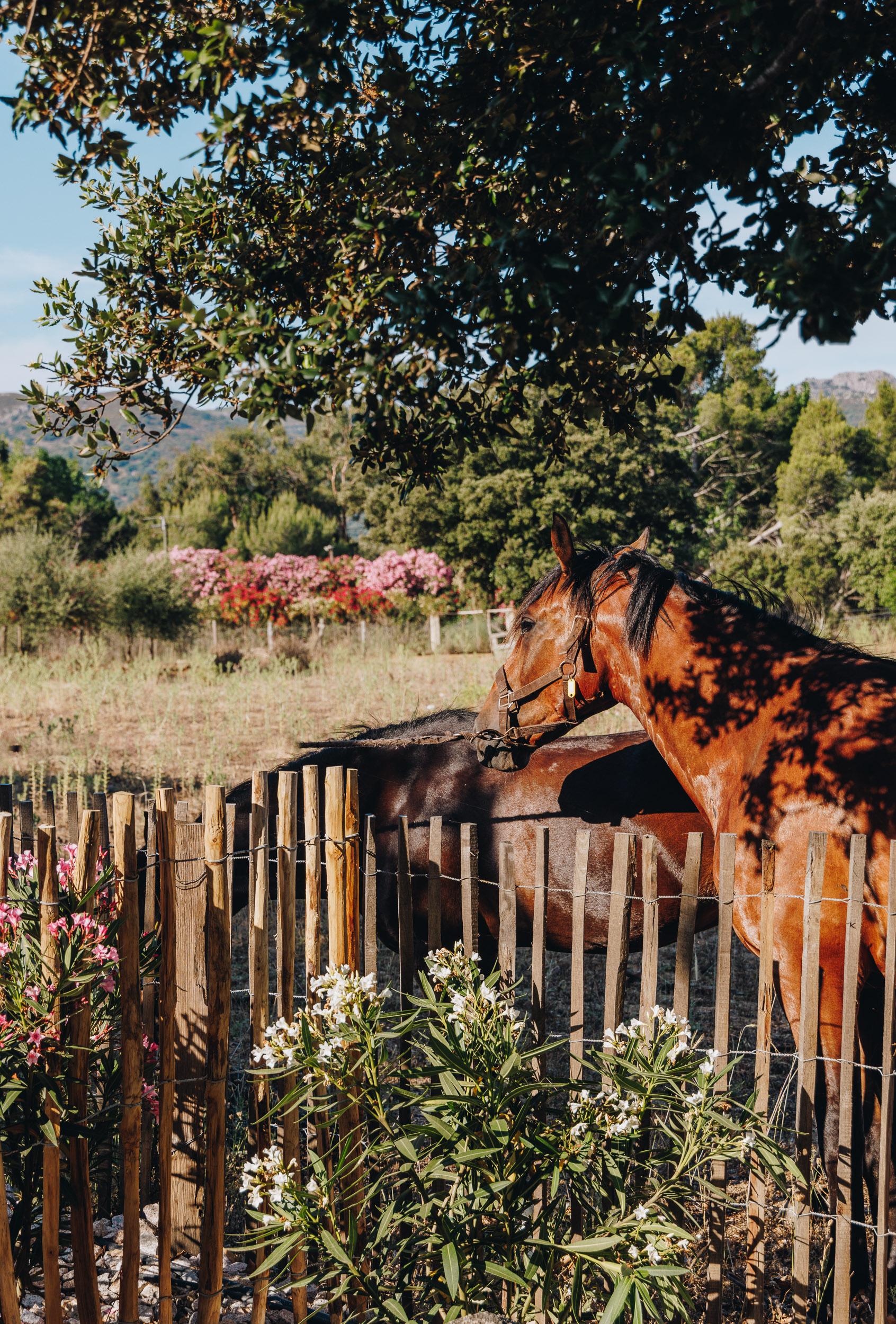 villa nature en corse